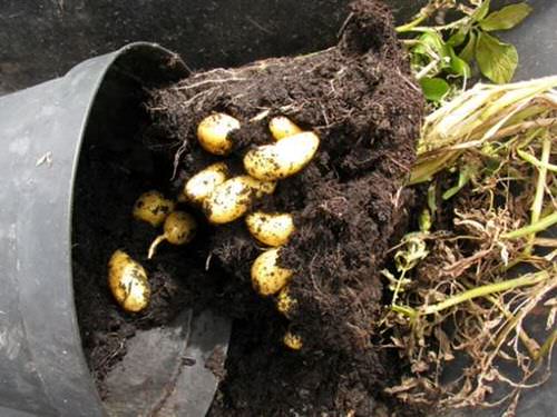 Most Productive Vegetables for Containers 22