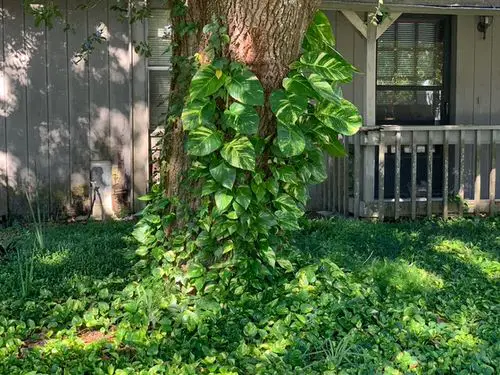 Flowering Vines for Shade #25