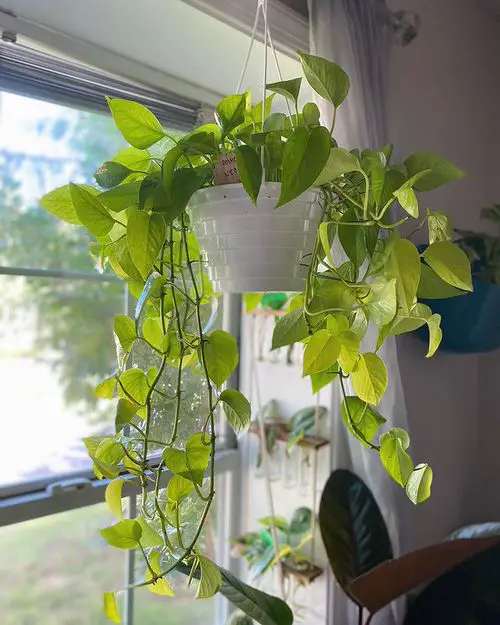 How to Turn Leggy Pothos Plant Bushier