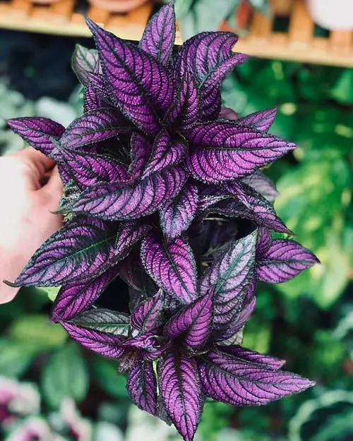 Strobilanthes Dyerianus Care 2