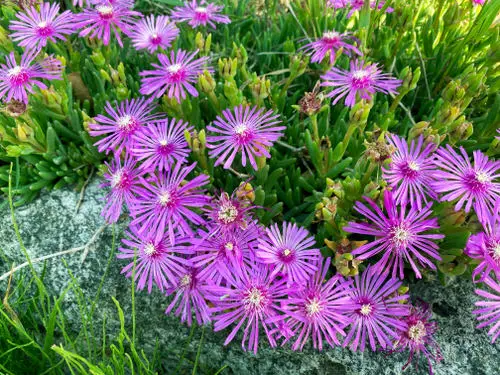 top Garden flowers with purple foliage outside