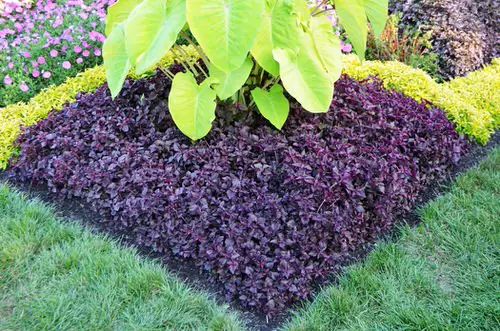 Effective Purple Plants for Outdoor Use