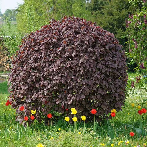 amazing Best Outdoor Purple Plants