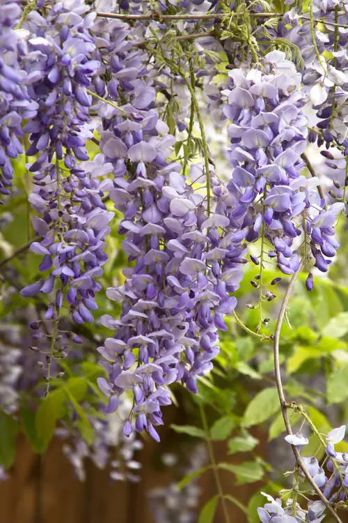 Most Fragrant Flowers According to Gardeners 39
