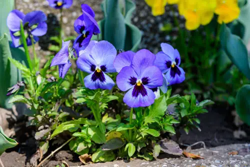 best Purple flowers plants outside the garden