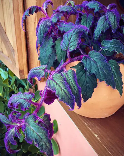 Outdoor Purple Plants