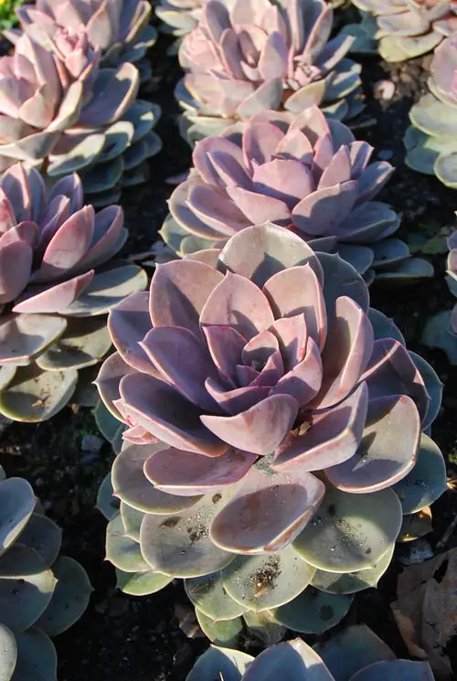Top most Purple Plants for Outdoor Use
