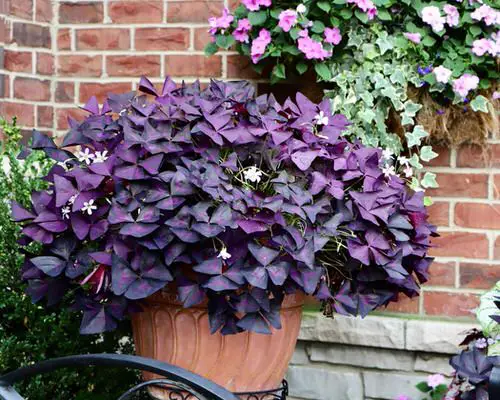 Top Purple Plants for Outdoor Use
