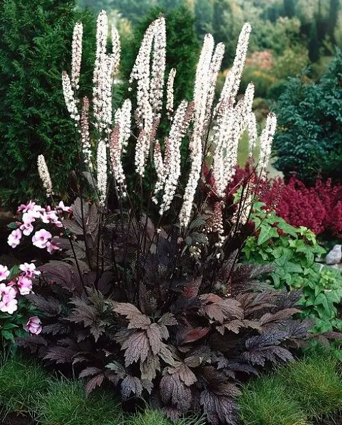 Best Outdoor Purple Plants