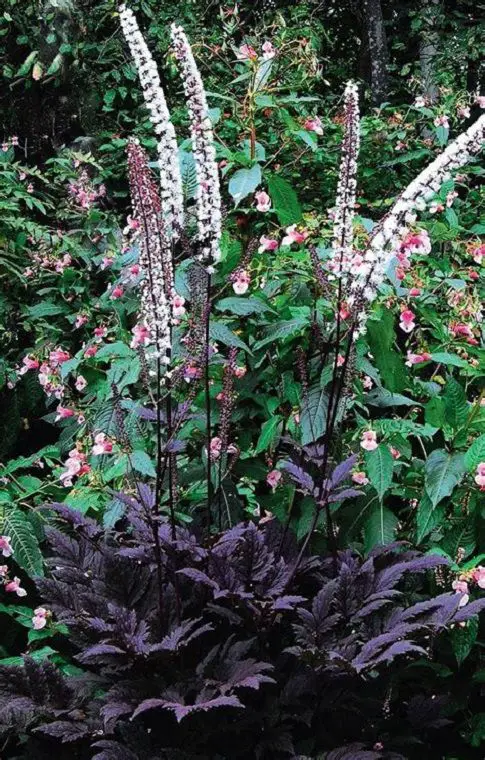 Outdoor Purple Plants in garden
