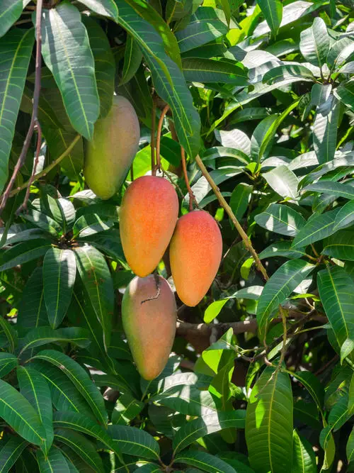 Rainbow mango
