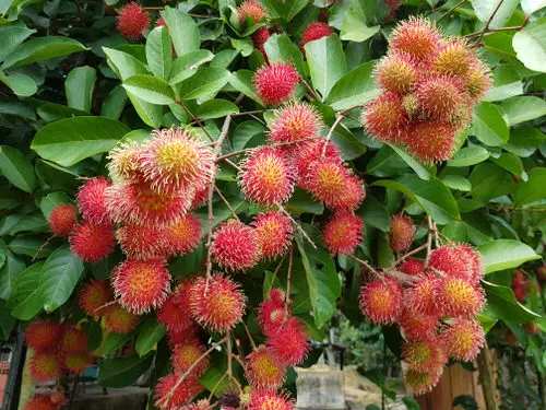 Unique Fruits from Across the World