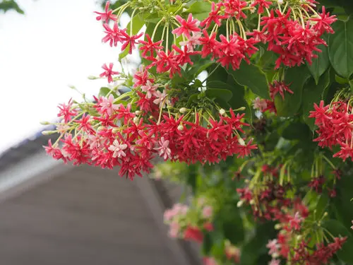 Most Fragrant Flowers According to Gardeners 47