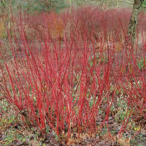 Best Plants for Soggy & Wet Soil 17