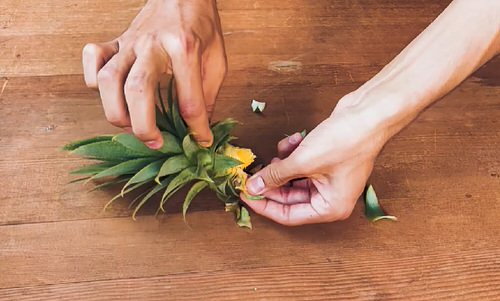 How to Grow Pineapples at Home 2