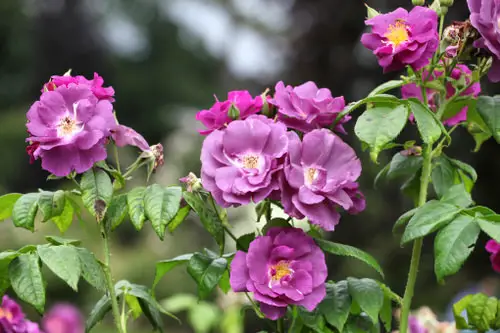 Purple Flowers plant in garden
