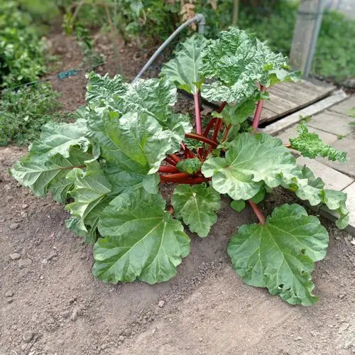 Perennial Vegetables 2