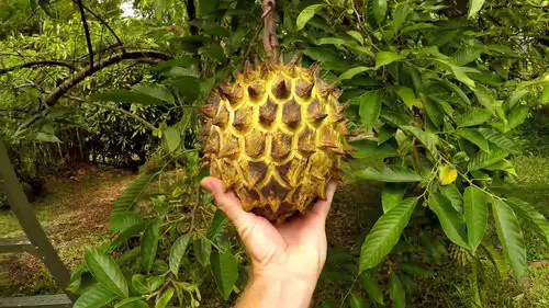 rare Fruits from All Around the Globe