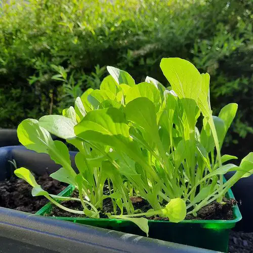 Abundant harvest of fresh veggies, all season long! 16