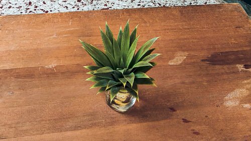 How to propagate pineapple 