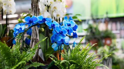 Best Blue Orchids 