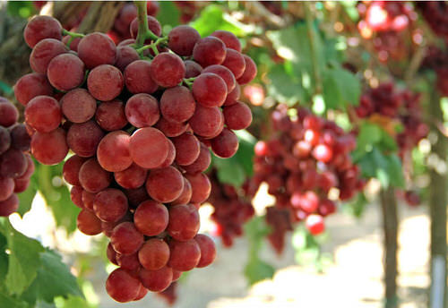 top Unique Fruits from Across the World