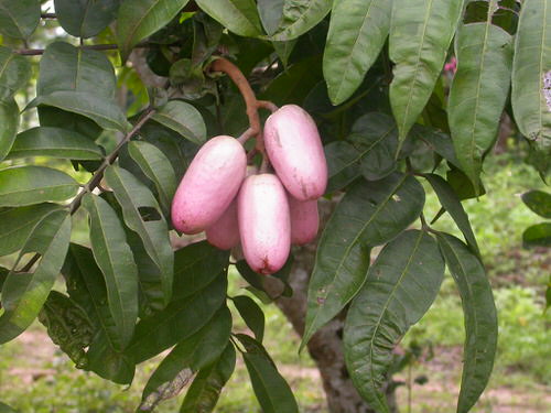 Rare Fruits from All Over Globally