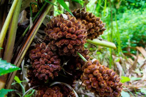 Unique Fruits from Across the World