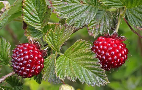 beautiful Rare Fruits from All Over Globally