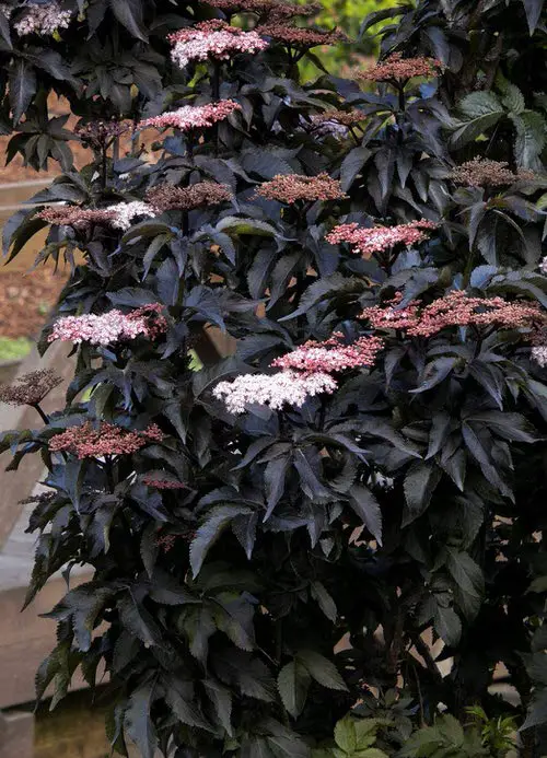 Top Best Outdoor Purple Plants