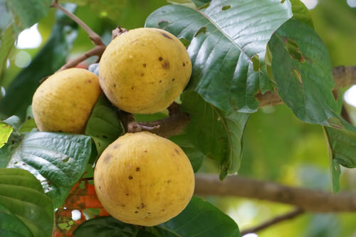Interesting Fruits from All Around the World