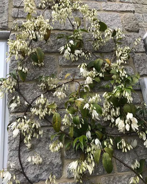 Flowering Vines for Shade 3