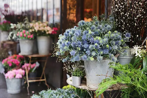 Blue Flower Names with Pictures in backyard