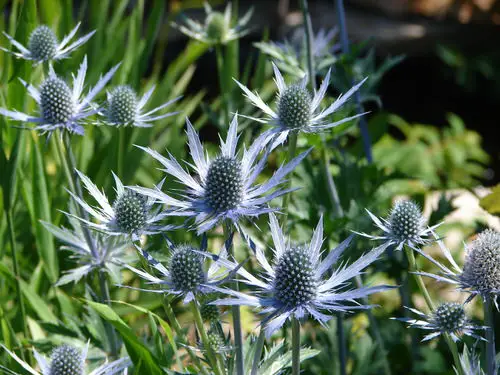 Purple flowers in the garden with outdoor plants