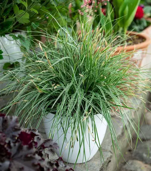 Best Plants for Soggy & Wet Soil 17