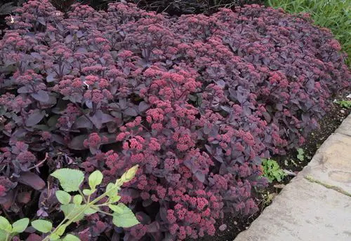 beautiful Outside Purple Flowers Plants
