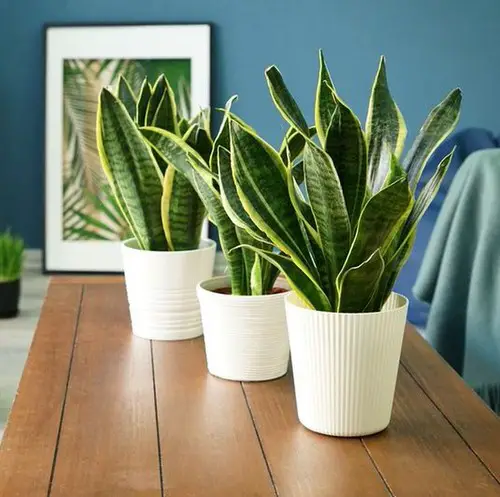 top Best Plants for Insomnia