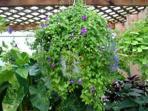 Climbing Plants for Pots 20
