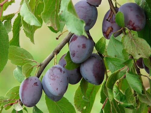 best Interesting Fruits from All Around the World