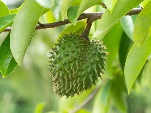 top Interesting Fruits from All Around the World