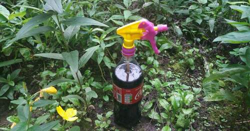 Get Rid of Aphids Naturally 24