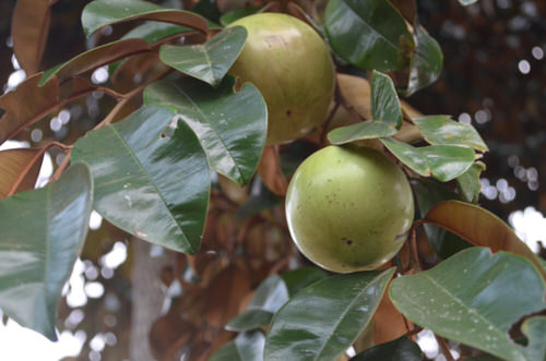 top Fruits from All Around the World