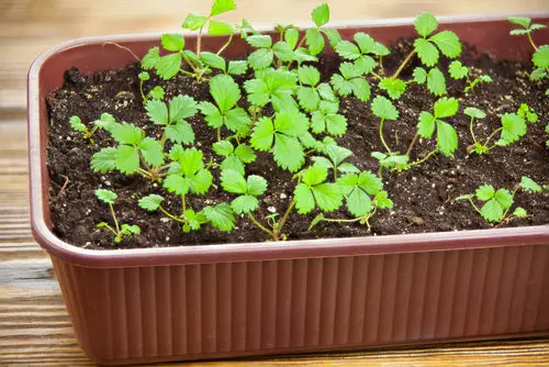  Strawberry Growing Hacks 1