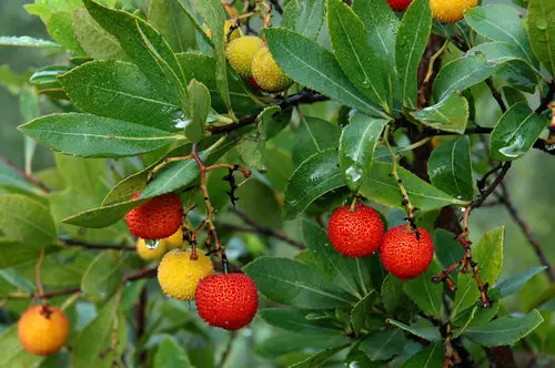 top Interesting Fruits from All Around the World
