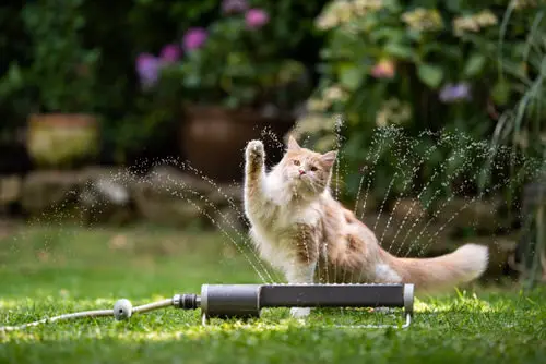 How to Keep Cats Out of the Garden? 10
