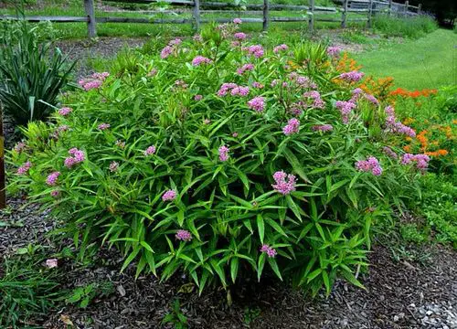 Best Plants for Soggy & Wet Soil 36