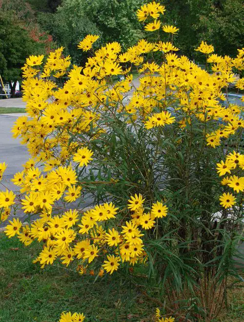 Moisture Loving Plants 14