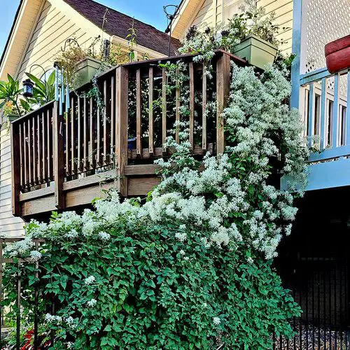 Best Shade Loving Climbers 2