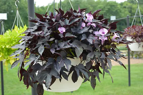 Best Trailing Foliage Plants 20