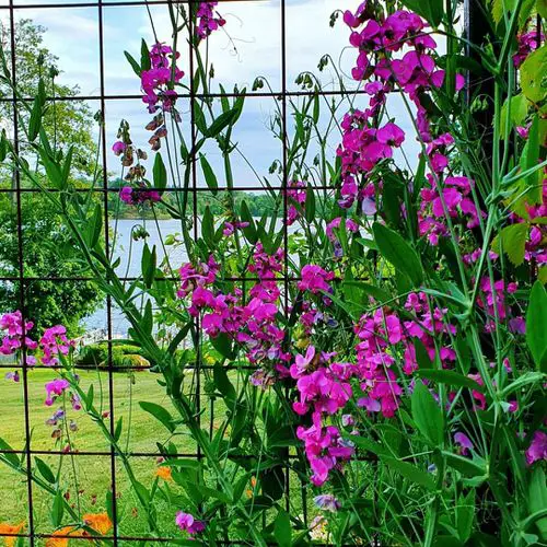 Flowering Vines for Shade #9